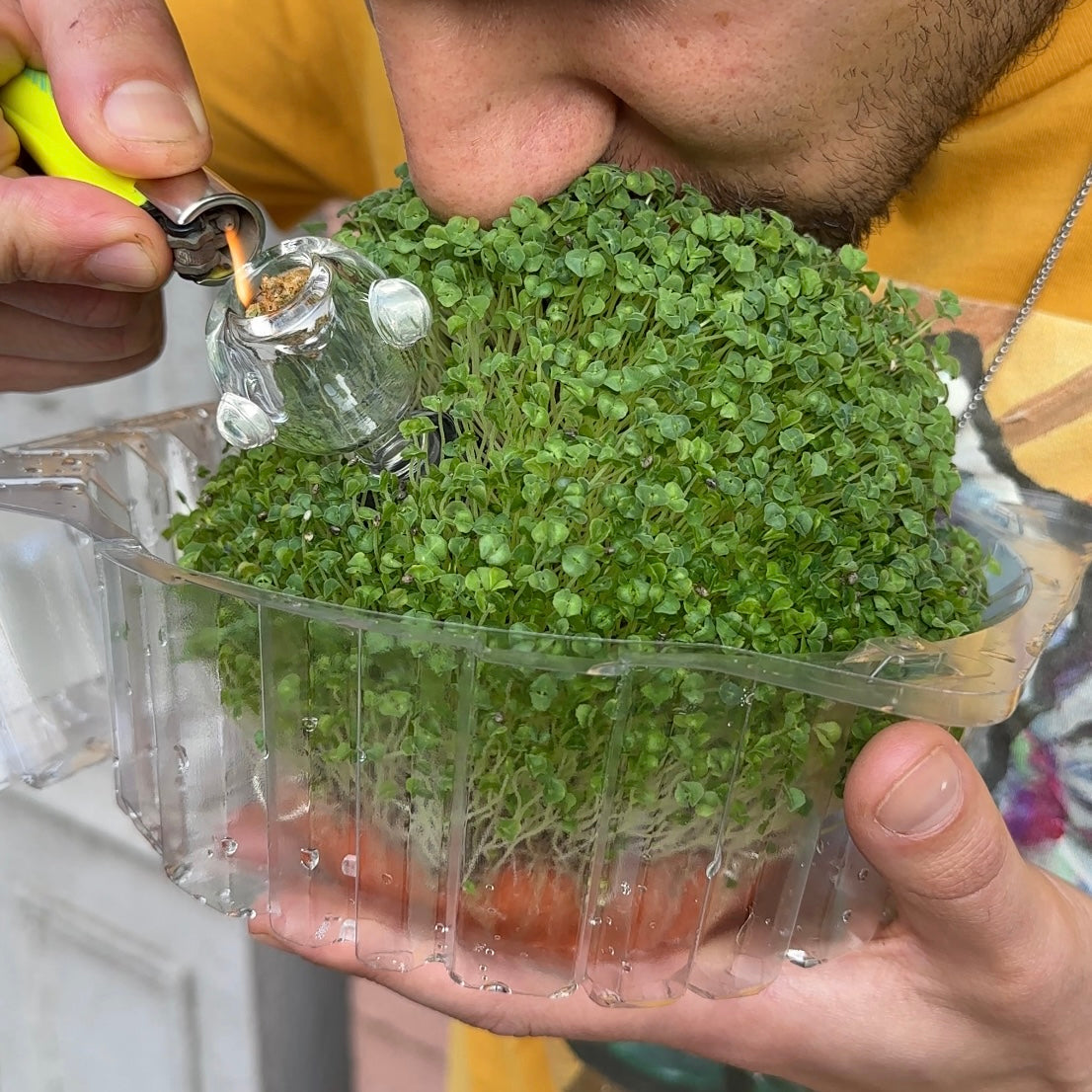 Chia Puff Planter