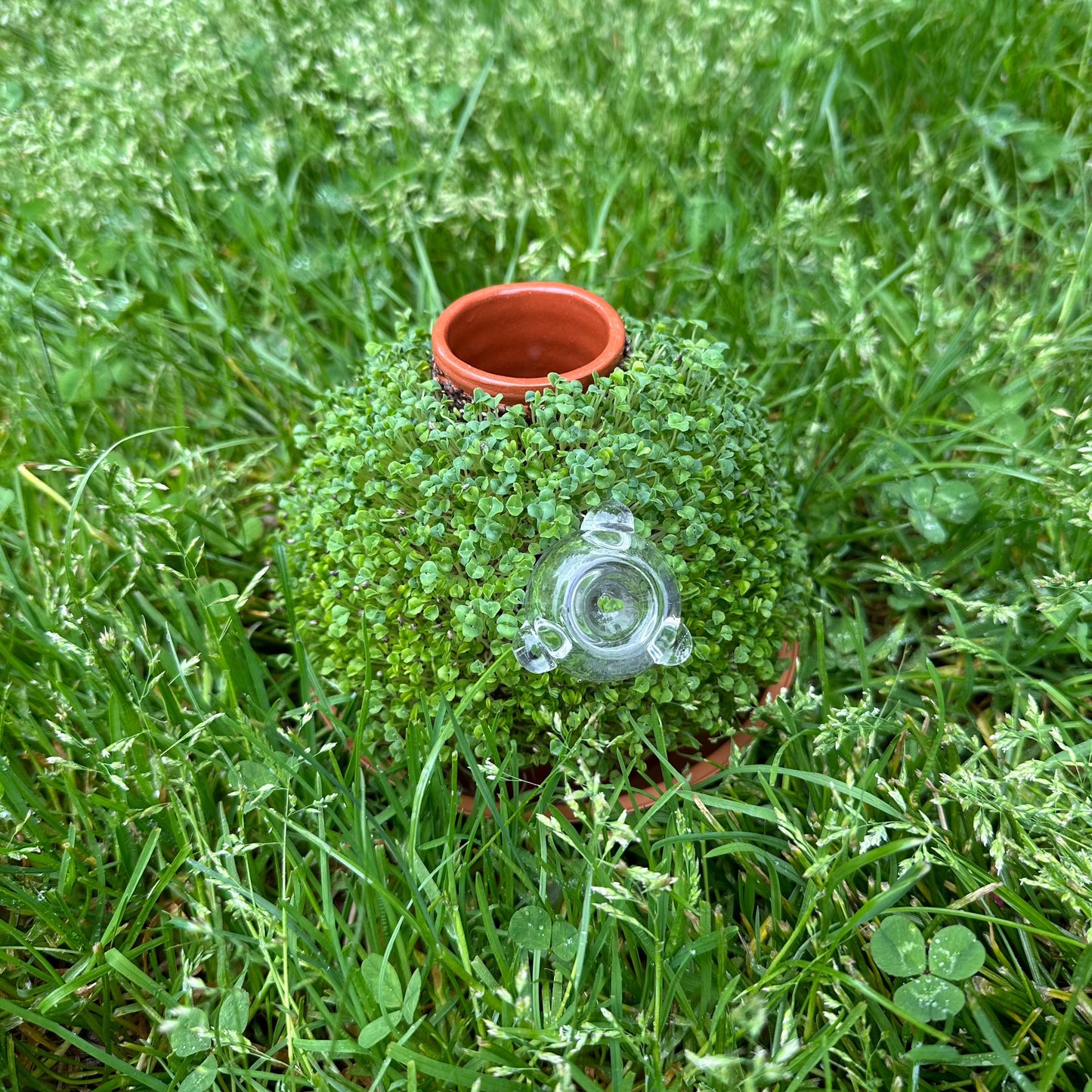 Chia Puff Planter